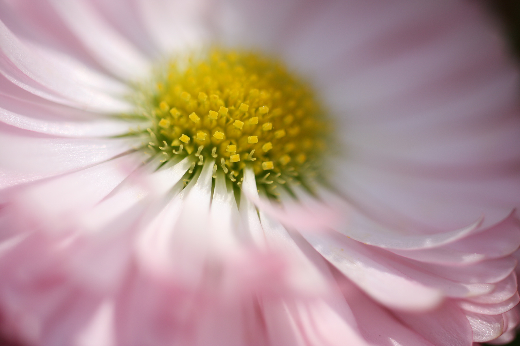 TAMRON | SP AF60mm F/2 Di Ⅱ LD [IF] MACRO 1:1 (модель G005)